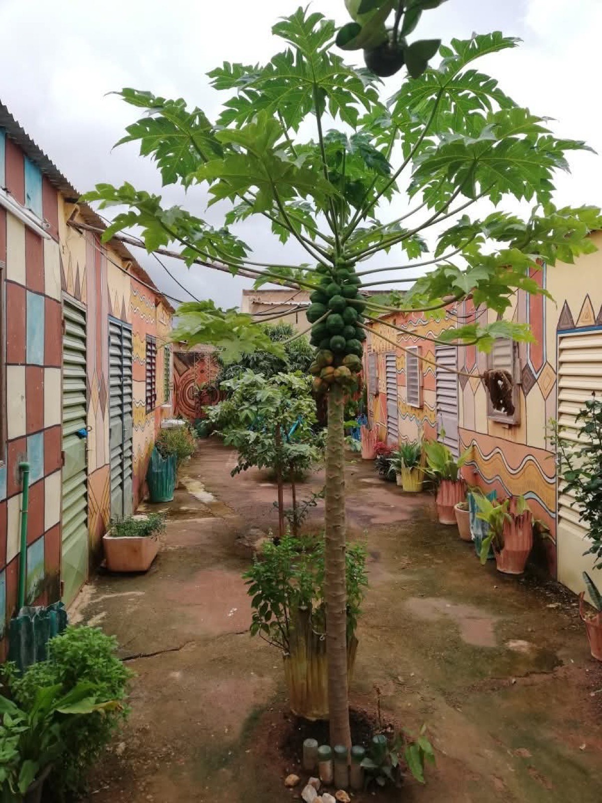La cour intérieure du centre, plantée et bordée de murs peints